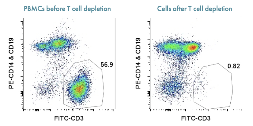 T Cell Depletion Graphic